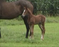 horse Thrill xx (Thoroughbred, 2007, from Osorio xx)