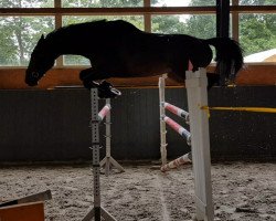 jumper Vacation 2 (Oldenburg show jumper, 2013, from Valeron)