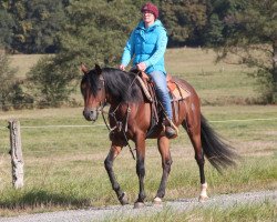 Pferd Bohemian (Vollblutaraber, 2016, von QR Marc ox)