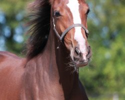 dressage horse Zoomi (Westphalian, 2019, from Zoom 8)