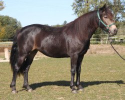 Pferd Emlaughmore Primrose (Connemara-Pony, 2017, von Castleside JJ Junior)