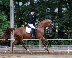 dressage horse Diva Rubin (Hanoverian, 2014, from Diamond Hit)