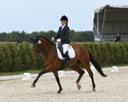 dressage horse Digne Etoile (Swiss Warmblood, 2005, from Digne Coeur IA x)