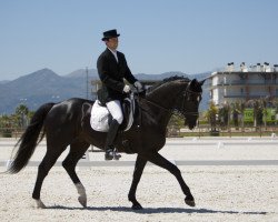 dressage horse Silver Spirit (Zweibrücken, 2005, from Sir Oldenburg)