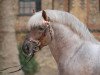 dressage horse Hurrican (Rhenish-German Cold-Blood, 1997, from Hoppeditz)