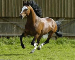 stallion Silverlea Charlie's Angel (New Forest Pony, 1997, from Silverlea Flash Harry)