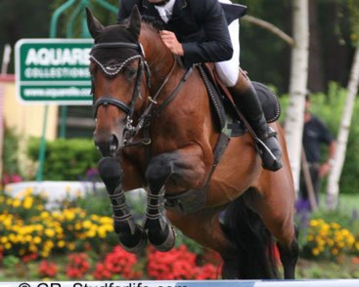 stallion Ninio de Rox (Selle Français, 2001, from Quick Star)
