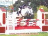 stallion Fricotin (Connemara Pony, 1993, from Glenree Bobby)