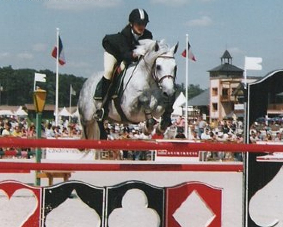 Deckhengst Hurlevan du Preuil (Connemara-Pony, 1995, von Kinvara Jingle)