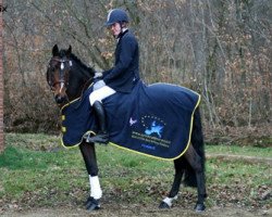 stallion Rambo (New Forest Pony, 1996, from Diogenes Kay)