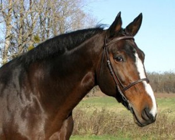 stallion Dauphin de Savinia (Selle Français, 1991, from Quito de Baussy)