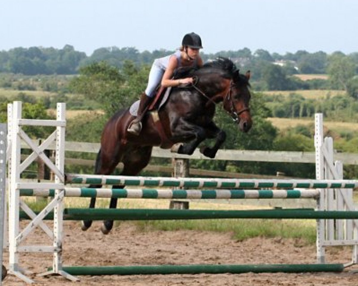 Deckhengst Westide Mirah II (Connemara-Pony, 2003, von Westside Mirah)