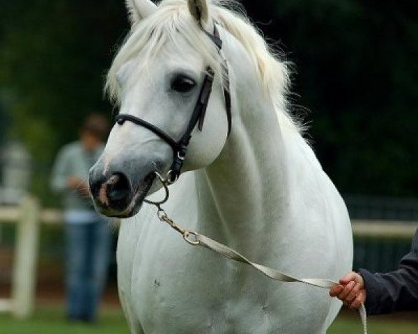 Deckhengst Lehid Canal Prince (Connemara-Pony, 1999, von Oisin)