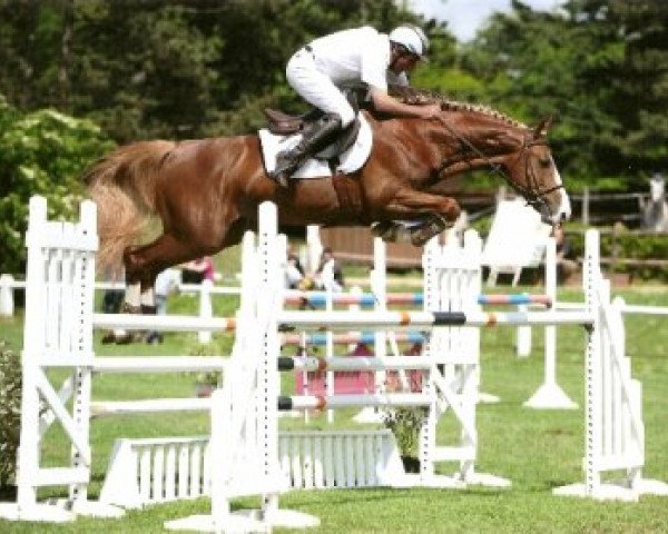 stallion Quasoar Tame (Selle Français, 2004, from Quidam de Revel)