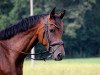 broodmare Cajana 7 (German Warmblood, 2016, from Cassilano)