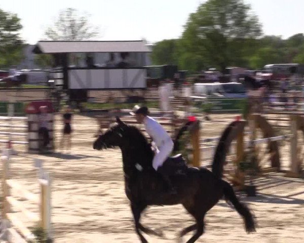Reitturnier Hamm-Rhynern 2016