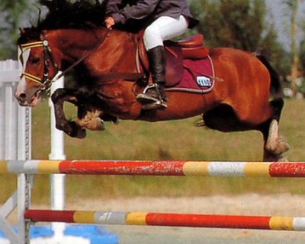 stallion Gary OfBritain (Welsh mountain pony (SEK.A), 1994, from Ceulan Seryddwr)