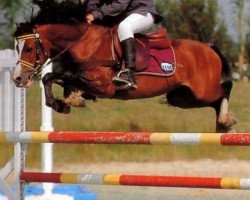 Deckhengst Gary OfBritain (Welsh Mountain Pony (Sek.A), 1994, von Ceulan Seryddwr)