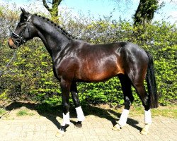 dressage horse Zaraphino (Oldenburg, 2018, from Zoom 8)