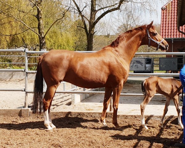 Zuchtstute Sweety (Hannoveraner, 2011, von Sir Donnerhall I)