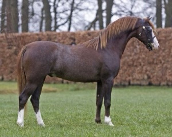 stallion Ysselvliedts Velvet Woodbreeze (Welsh-Pony (Section B), 2010, from Heniarth Wood-Wind)