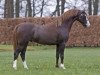 stallion Ysselvliedts Velvet Woodbreeze (Welsh-Pony (Section B), 2010, from Heniarth Wood-Wind)