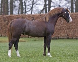 stallion Ysselvliedts Velvet Woodbreeze (Welsh-Pony (Section B), 2010, from Heniarth Wood-Wind)