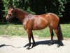 broodmare Smilla (Hanoverian, 2005, from Silvio I)