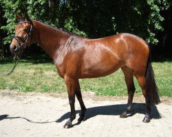 broodmare Smilla (Hanoverian, 2005, from Silvio I)