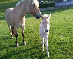 horse Holly (Fjord Horse, 2018, from Jonnson)