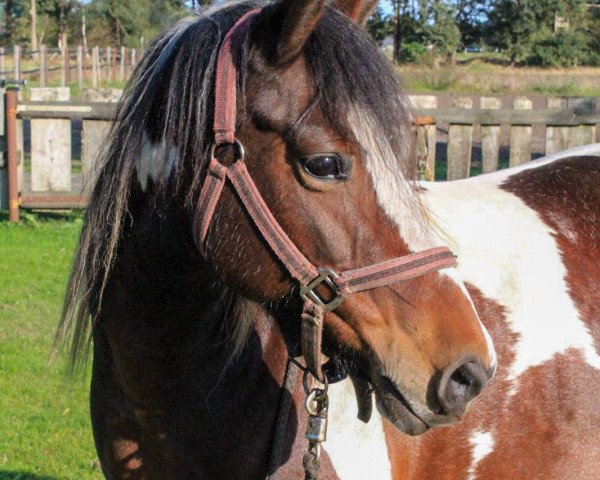 Pferd Sternchen (Pinto/Pony, 2008)