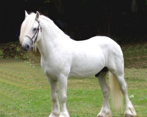 stallion Lunesdale Mountain Mist (Fell Pony, 1990, from Lunesdale Henry)
