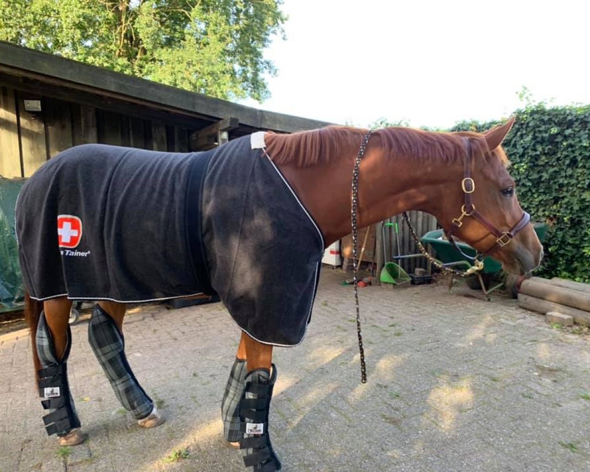 broodmare Junior's Jolene (Westphalian, 2015, from Junior Mariner)