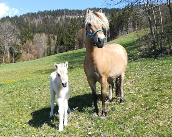 horse Honey (Fjord Horse, 2020, from Jonnson)