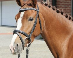 jumper Magic Cookie (German Riding Pony, 2016, from Magic Cornflakes)