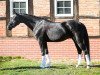 dressage horse Da Vinci 353 (Oldenburg, 2014, from Damsey FRH)