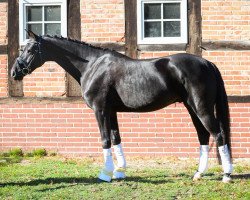 dressage horse Da Vinci 353 (Oldenburg, 2014, from Damsey FRH)