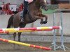 jumper Arthas (Swedish Warmblood, 2005, from Onze Fons)