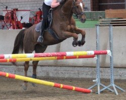 jumper Arthas (Swedish Warmblood, 2005, from Onze Fons)