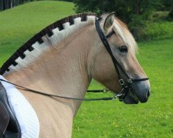 broodmare Hela (Fjord Horse, 2013, from Kalino)