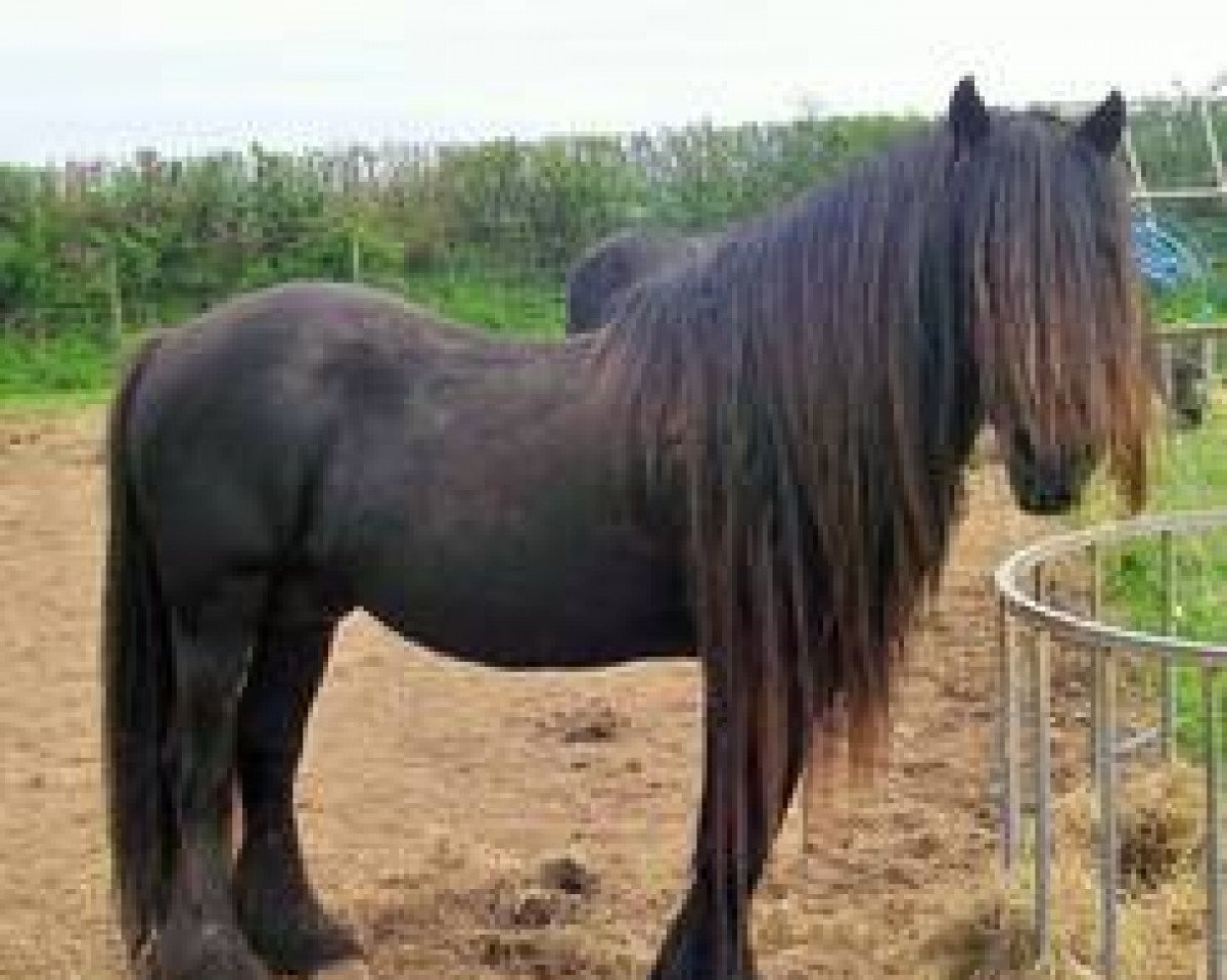 stallion Lunesdale Redstart (Fell Pony, 1997, from Lunesdale Mountain Mist)