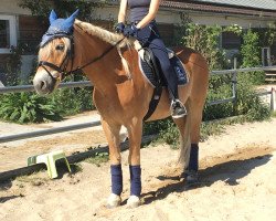 Pferd Waddington 2 (Haflinger, 2000, von T Wildfire)