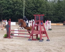 jumper Creed's Greenday (KWPN (Royal Dutch Sporthorse), 2011, from Creed)