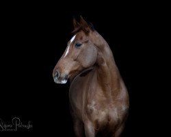 jumper Pandora 285 (Hanoverian, 2012, from Perigueux)