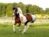 jumper Winni Pu (German Riding Pony, 2007)