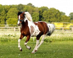 Springpferd Winni Pu (Deutsches Reitpony, 2007)