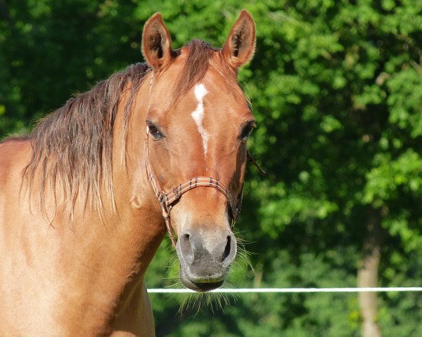 broodmare Jasmina (German Riding Pony, 2001, from Dornik-Double)