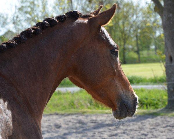 jumper Vento (German Riding Pony, 2016, from Veritas)