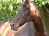 broodmare Primana (Westphalian,  , from Pasternak)