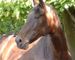 broodmare Primana (Westphalian,  , from Pasternak)